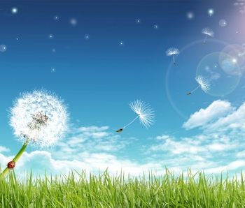 Donec sagittis ipsum sit amet nibh adipiscing